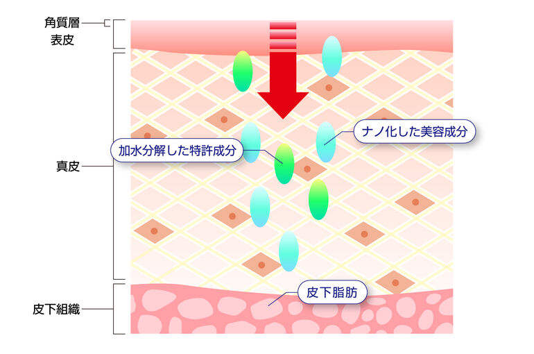 肌の内部画像