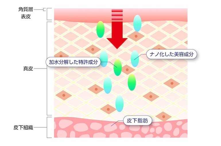 肌の内部画像
