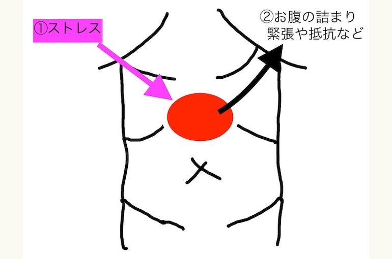 お腹