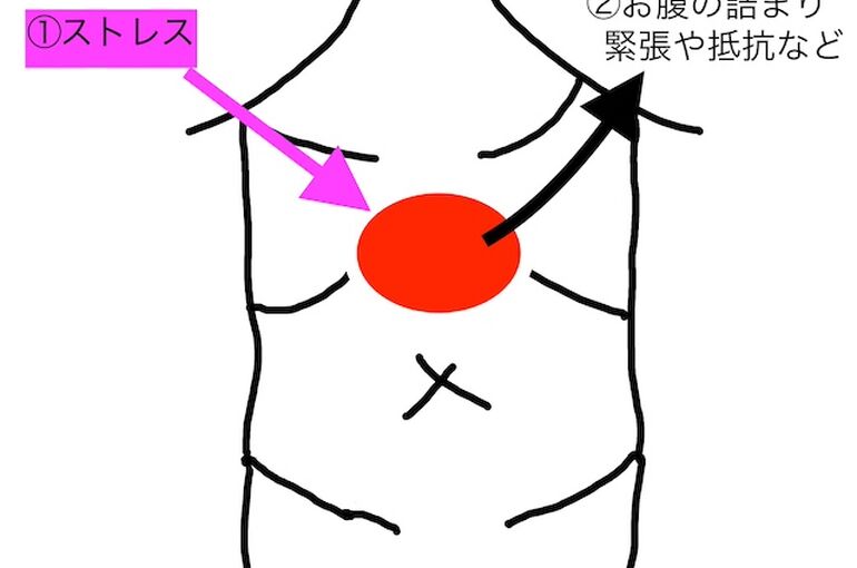 お腹